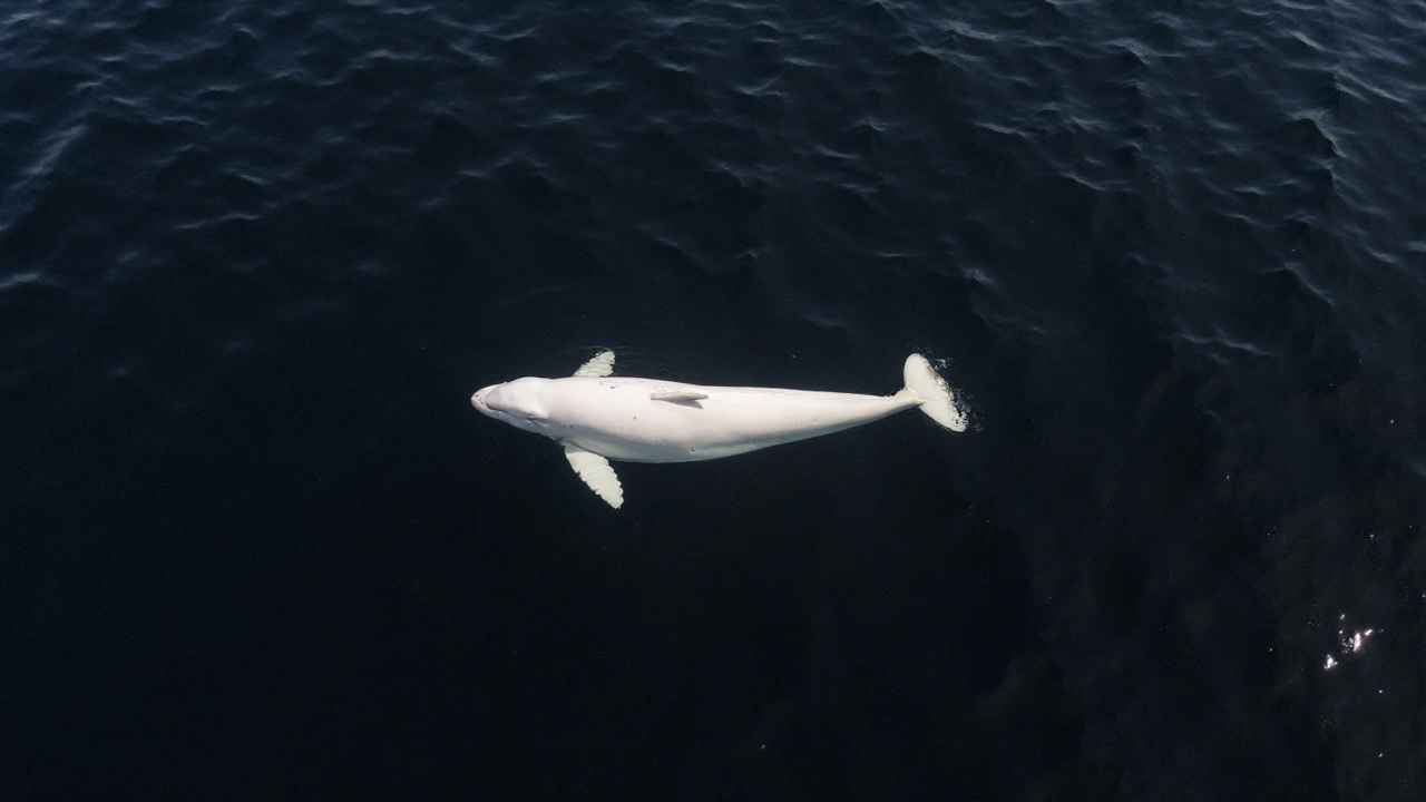 Beluga Whale Off San Diego Stuns Scientists in First Recorded West Coast Sighting